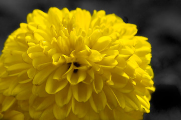 Daisy flower isolated on black background