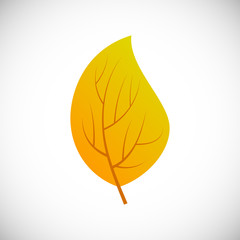 Autumn leaf on a white background