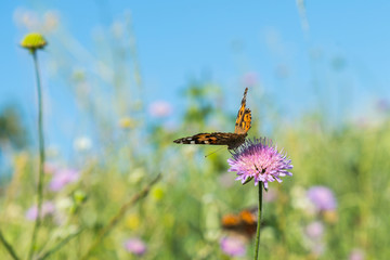 Butterfly on a flower in a field. Butterfly On Grass Field With Warm Light