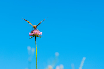 Butterfly on a purple flower against the blue sky. copy space
