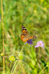 Beautiful butterfly feeding on a bright pink flower closeup. Macro butterfly against blue sky. Butterfly on a spring flower among the field. vertical photo