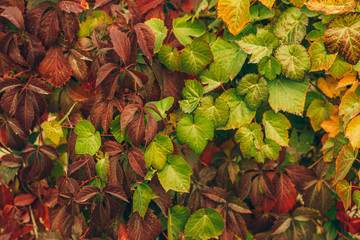 Autumn leaves nature background. Autumn in the garden. Beautiful autumn landscape with leaves and sun. Colorful foliage in the park. Falling leaves natural background.