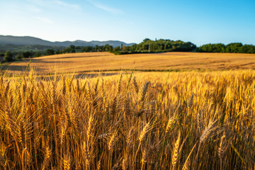 Gold wheat flied panorama with tree at sunset, rural countryside. Ears of wheat close up. Beautiful nature sunset landscape. Golden autumn in Tuscany. Italy. Europa.
