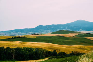 Obraz premium Traditional countryside and landscapes of beautiful Tuscany. Fields in golden colors and cypresses. Italy, Europe. Holiday, traveling concept. Agro tour of Europe.