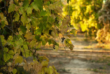 Amazing landscape with golden colored. Outdoor travel background. Golden autumn in the park.