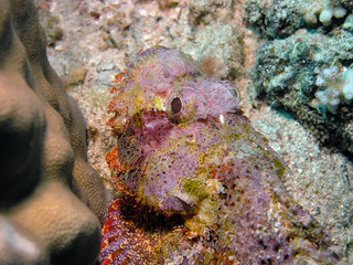 A close up of a Bearded Scorpionfish (Scorpaenopsis barbata)