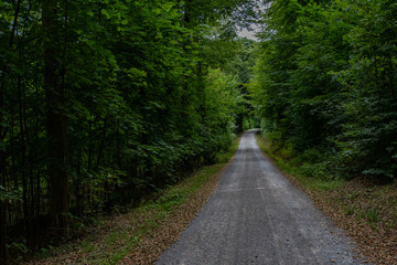 Fototapeta premium Im Wald