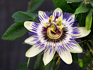 Blaue Passiflora, Passiflora caerulea, Heimat ist Nordargentinien und Südbrasilien