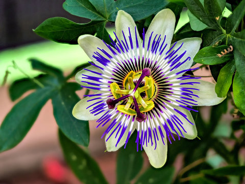 Blaue Passiflora, Passiflora caerulea, Heimat ist Nordargentinien und S&uuml;dbrasilien