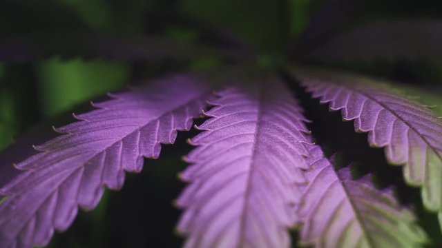 Macro Shot of a Wisp of Ultraviolet Light Flashing Over The Leaves of Medical Illegal Marijuana Growing in a Greenhouse in Slow Motion