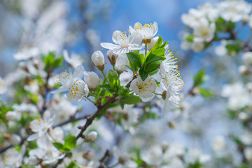 Flowering cherries in the spring. Flowers of cherry against the background of blue spring sky. White flowers blooming on branch.