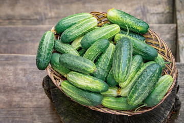 Basket with cucumbers. Autumn harvesting. Summer harvest. Blanks for the winter. Basket of vegetables. Fresh cucumbers