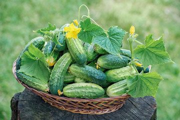 Fresh cucumbers in a basket on a wooden table in the background of the garden