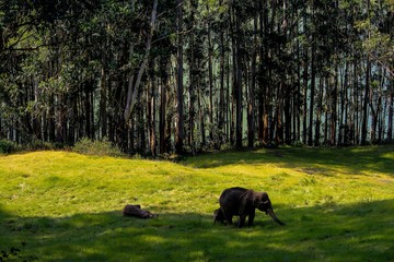 The Elephant Family © Ayan