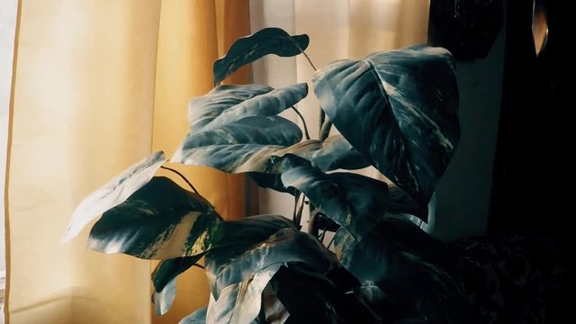 Plastic plant sitting in front of a window in a living room of a home.