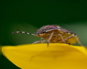 Bug in macro view with green and yellow background bokeh