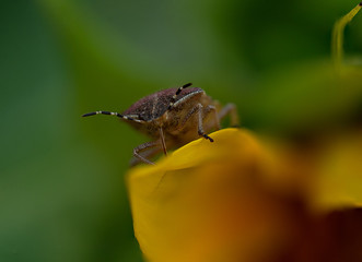 Bug in macro view with green and yellow background bokeh