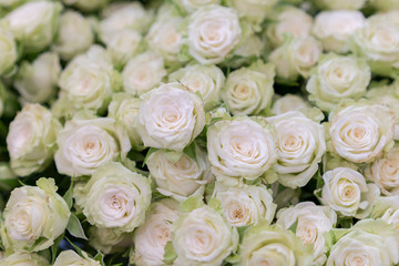 isolated close-up of a huge bouquet of white roses. Many white roses as a floral background