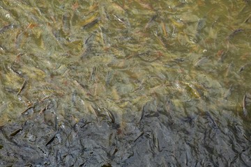 Fish eating food in Thailand