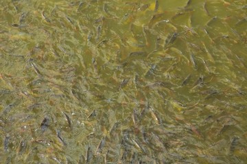 Fish eating food in Thailand