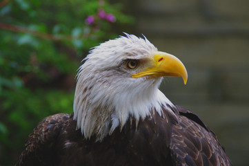 Obraz premium portrait of an american bald eagle