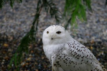 Portrait of a snow owl