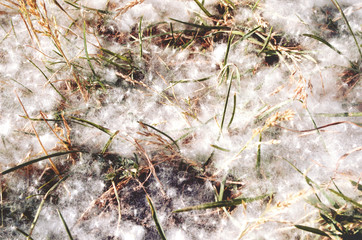 Background fluff in summer on the grass
