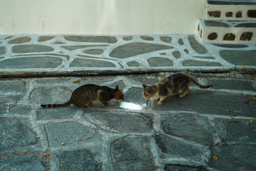 Cats in paros