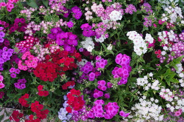 Background of multi-color alpine carnation flowers 
