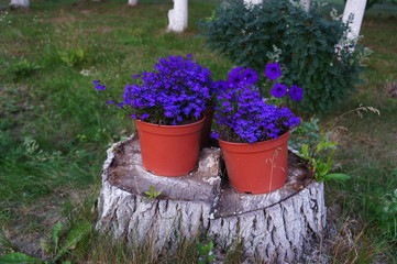 Pots of blue flowers on a stump
