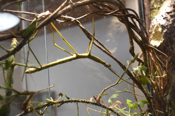 Close up of a stick insect