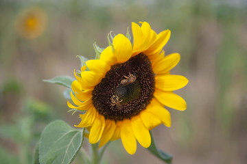 Sonnenblume mit Bienen