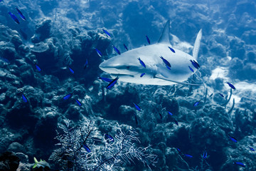 A Caribbean Reef Shark swims through schools of Blue Chromis and Creole Wrasse in the clear waters of the Turk and Caicos Islands. 