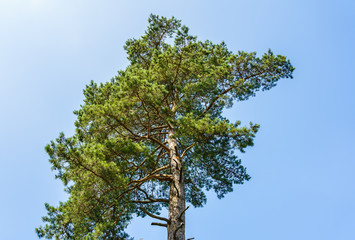 top of a green sprawling pine tree in the blue sky