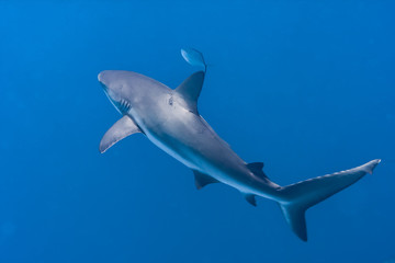 Beautiful Caribbean Reef Sharks on the prowl for a meal in the crystal clear waters of the Turks and Caicos Islands.