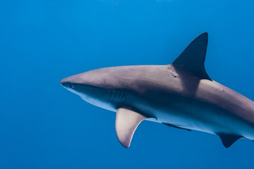 Beautiful Caribbean Reef Sharks on the prowl for a meal in the crystal clear waters of the Turks and Caicos Islands.