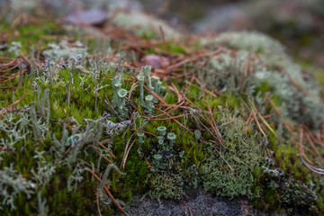 Green moss in the finnish wood, macro