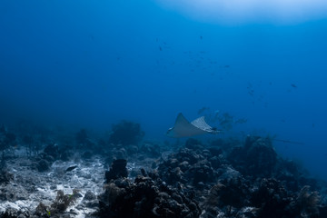 An Spotted Eagle Ray swims over a reef in the crystal clear waters of the Turks and Caicos Islands in the Caribbean.