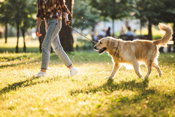 cropped view of girl in casual clothes walking with golden retriever on meadow in sunlight
