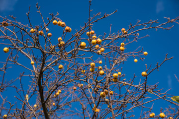 Bright blue sky and the branches with the wild yellow apples