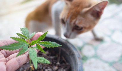 Marijuana tree small In the pot, have a cat that is sniffing  Its leaves. and hand holding Marijuana leaves. Marijuana seeding To send medical sales.