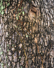 Tree bark in the wood