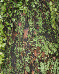 Tree bark in the Wood