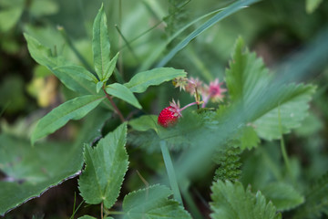 Fleurs et nature des alpes en été