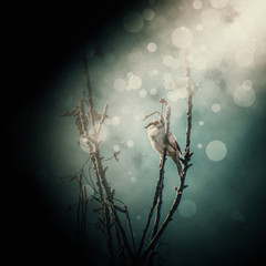 Snowy sparrow greetings