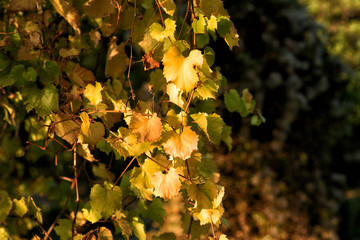 Colorful foliage in the autumn park. Autumn leaves sky background. Autumn trees leaves in vintage color.