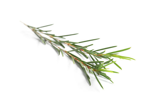 Branch of tea tree on white background. Natural essential oil