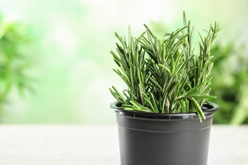 Pot with aromatic rosemary against blurred green background, space for text
