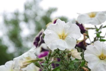 Fototapeta na wymiar Beautiful spring flowers with rain drops in garden, closeup view