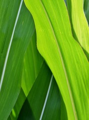 Close up of green Corn leaves in sunlight